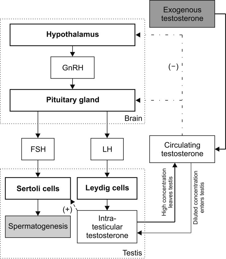 Hormonal therapy in male infertility